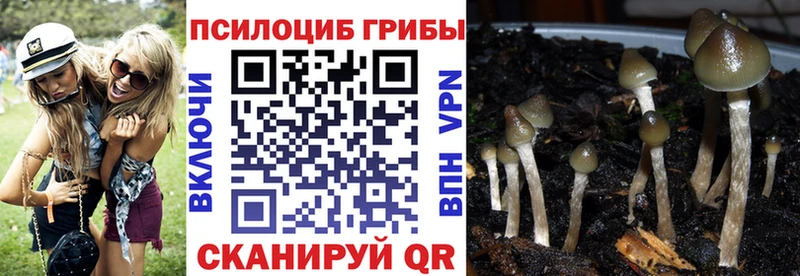 Псилоцибиновые грибы Psilocybe  цена   Красноперекопск 
